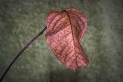 Stephen Nobbs - The Complexity of the Leaf